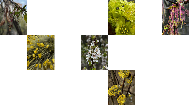 Spring nature photo collection arranged in a stepped grid.